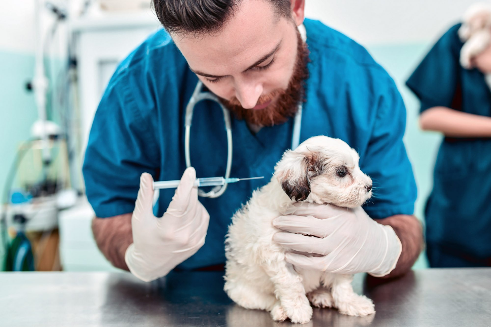 Puppy Vaccinations FAQs And The Answers Explained