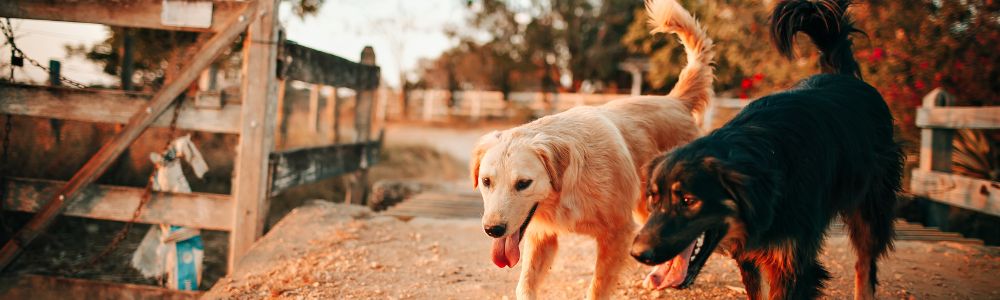 Bravecto Side Effects in Dogs: All You Need To Know