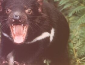 Comida Del Sudeste Visita Guiada Privada Con el Demonio De Tasmania Unzoo