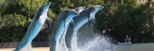 Maafushi Naufragio y Esnórquel Con Tiburones Nodriza Con Observación De Delfines